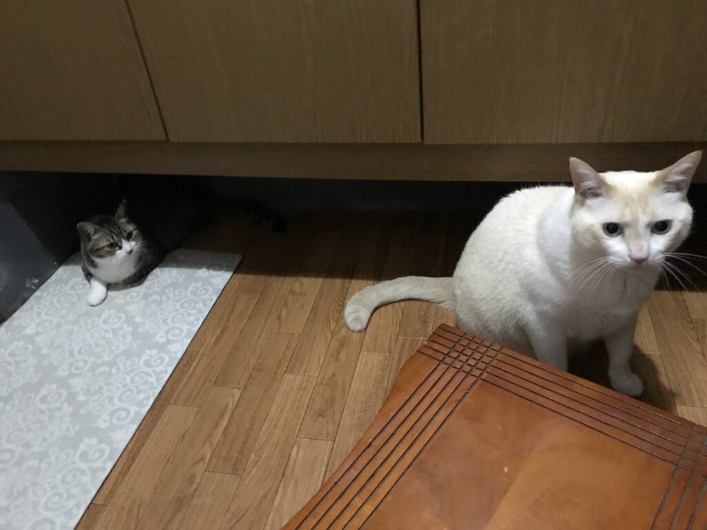 友人の猫と猫