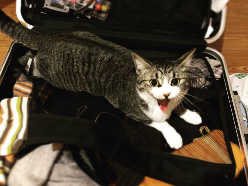 スーツケースに入る猫