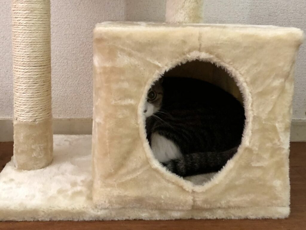 キャットタワー下段に入る猫