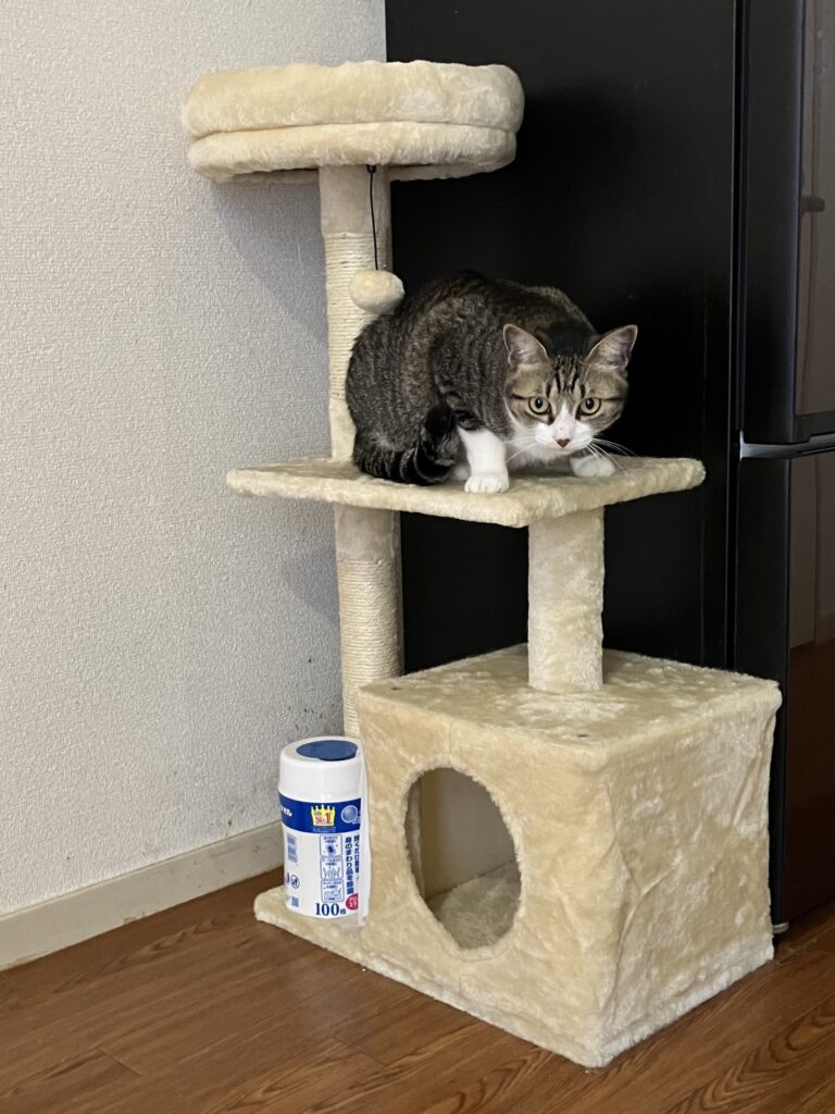 キャットタワーに乗る猫1