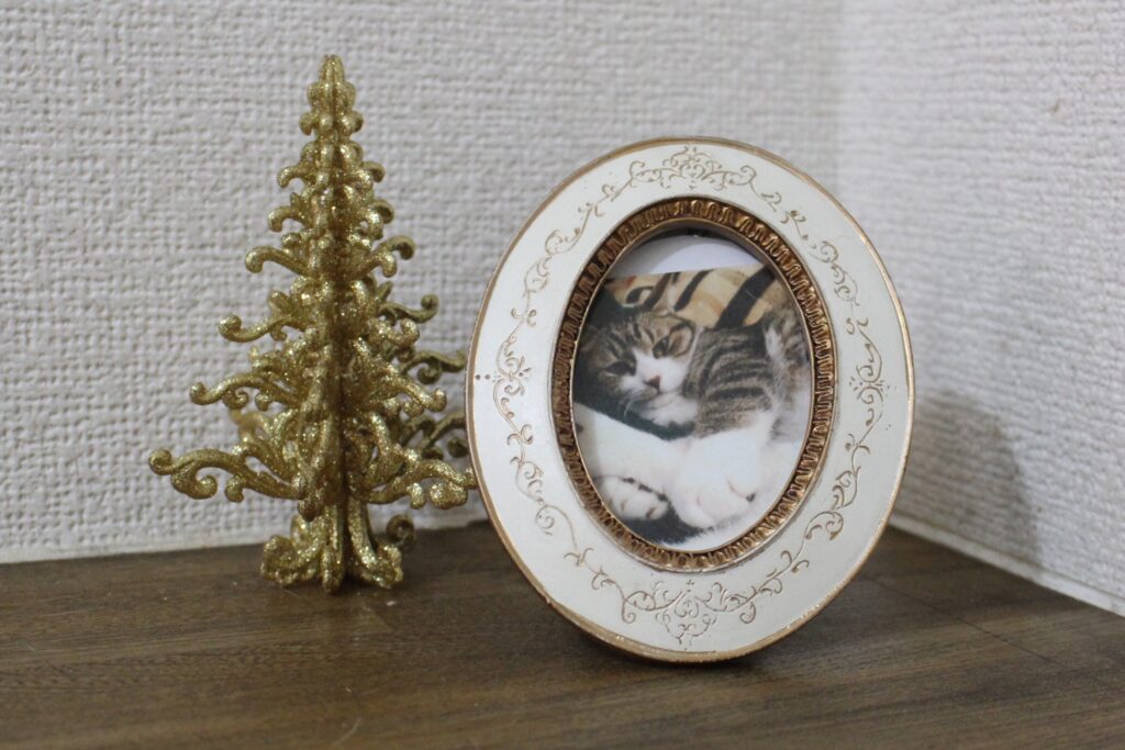 クリスマスツリーと猫の写真