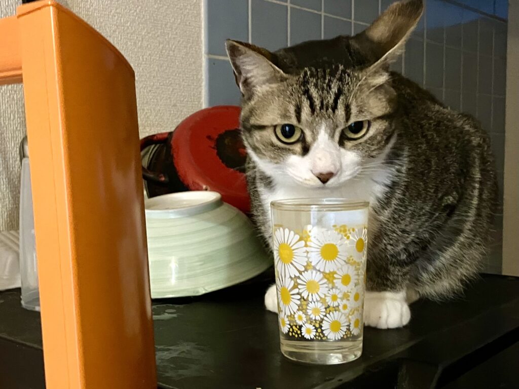 人間の水を飲む猫